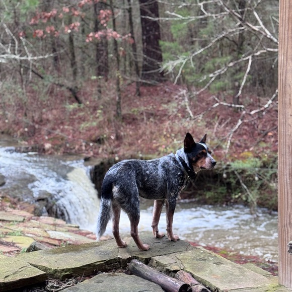 Live Show Flyer 🖤 - Picture 5 of 6